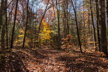 Obraz premium A Walk in the Forest Collection