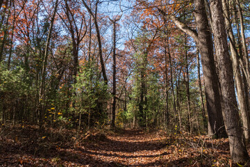 A Walk in the Forest Collection