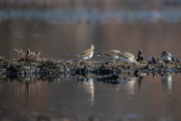 Bairds Sandpiper Collection