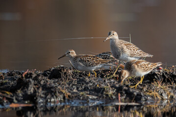 Bairds Sandpiper Collection