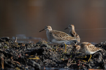 Bairds Sandpiper Collection