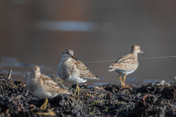 Bairds Sandpiper Collection