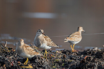 Bairds Sandpiper Collection