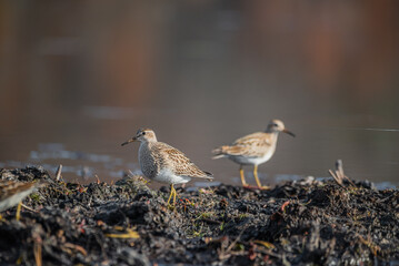 Bairds Sandpiper Collection