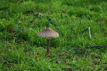 Fototapeta premium Parasol, Riesenschirmling auf einer Wiese Lichtung im Wald 