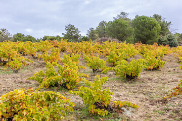 vineyards in autumn, freshly harvested, in the province of Avila, Spain