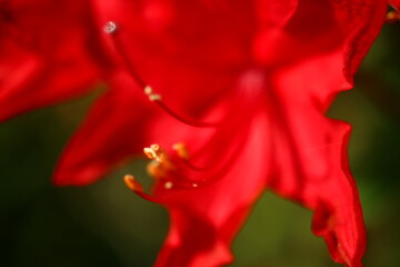 Różanecznik azalia rododendron Rhododendron  - obrazy, fototapety, plakaty