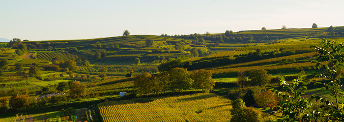 Weinberge Reben Weinbau