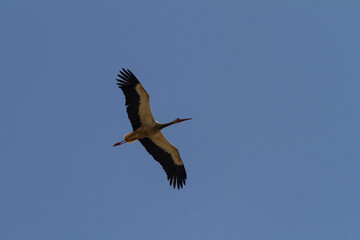 stork photograph taken with its wings revealed while flying