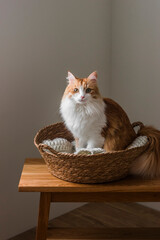 Fototapeta na wymiar A beautiful healthy ginger cat in a straw basket on a wooden bench