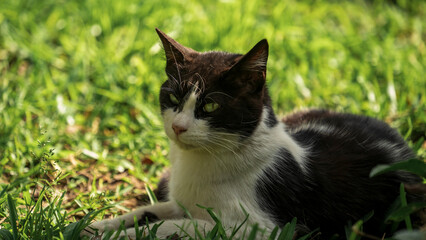 cat on grass