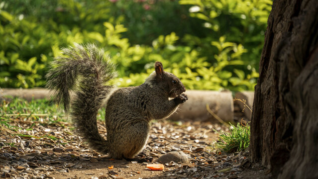 squirrel in the park