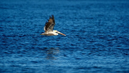 Pelican in flight above the Pacific Ocean in Tamarindo, Costa Rica