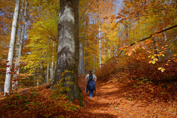 Woman walking in Beech forest in Jizera Mountains, Czech Republic. Ancient and Primeval Beech Forests. UNESCO World Heritage woods of Europe. Beech trees in autumn. Autumn colors.
