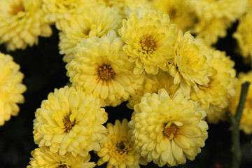 Yellow chrysanthemums in the garden. Yellow flowers background image, closeup