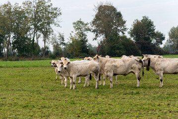 Fototapeta na wymiar Fassona breed cows grazing on the countryside of the Italian Po valley in Fossano, province of Cuneo, Piedmont, Italy