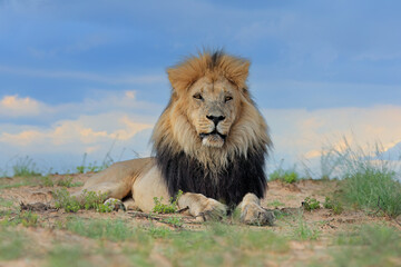 Obraz na płótnie Canvas Big male African lion (Panthera leo) in natural habitat, Kalahari desert, South Africa.