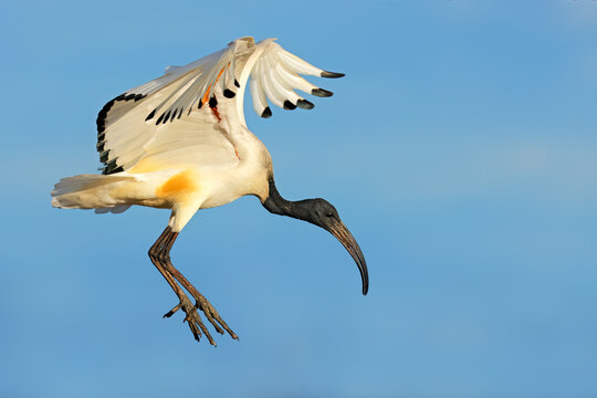 An African sacred Ibis (Threskiornis aethiopicus) in flight with open wings, South Africa.