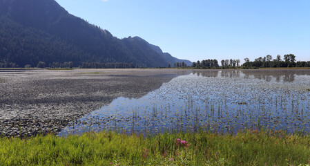 Pond blooming between marshes at autumn