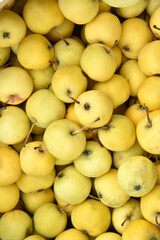 Juicy yellow and ripe apples close-up. Background of yellow apples. Harvest of yellow ripe apples from the orchard. Juicy apples.