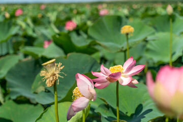 A pink lotus flower sways in the wind, Nelumbo nucifera. Against the background of their green leaves. Lotus field on the lake in natural environment.