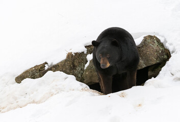 Black Bear Spring Awakening