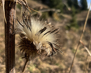 Vertrocknete Distel im Herbst