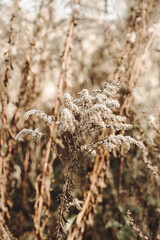 Przekwitnięta nawłoć jesienią