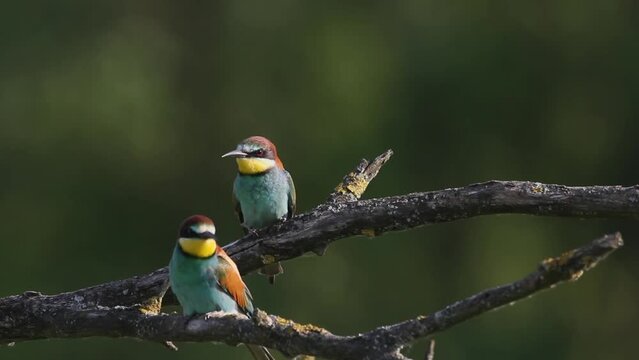 European Bee-eater Merops Apiaster sitting on a tree branch and feathering in the summer sunshine.