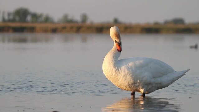 Mute swan Cygnus olor Drinking on the shore of a shallow lake