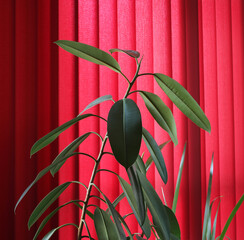 Obraz na płótnie Canvas Indoor plant agains red curtains. Interior contrast concept. Ficus elastica leaves