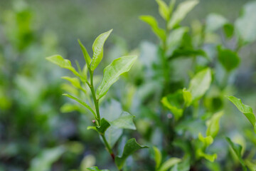 Fototapeta na wymiar Fresh tea leaves on the tea tree in the field