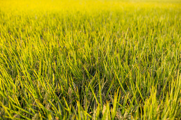 Ripe paddy rice field in Taiwan