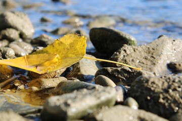 Closeup shot of yellow leaves at a shore of a river during the day
