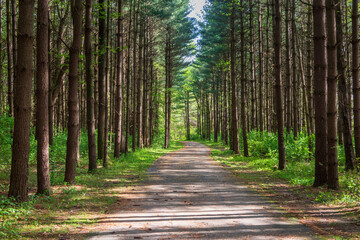 Bike path and hiking trail through tall pines forest at Walnut Wood Metro Park Columbus Ohio - obrazy, fototapety, plakaty
