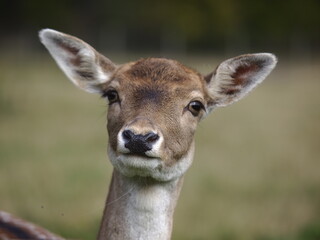 Ein süßes Reh