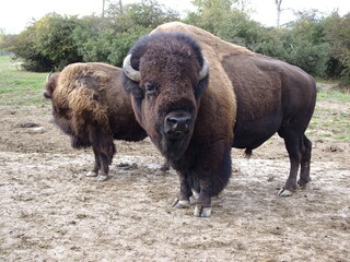 Wisent in der Wildnis