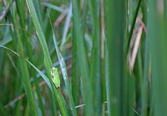 Cute green frog - Reelfoot Lake State Park, Tennessee