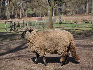 ausgewachsenes Shropshire-Schaf