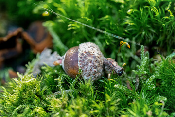 Macro shot of a tiny acorn on green moss