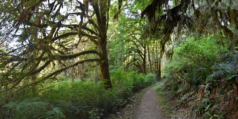 Hiking Trail views at Sweet Creek Falls Waterfall Complex near Mapleton Oregon. America.