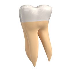 3d rendering illustration of a stylized human second molar tooth