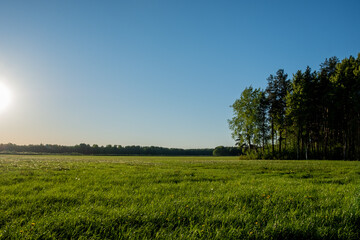 Fototapeta premium Fields sown with crops. Farming at the beginning of the season. Cultivation of agricultural products. Summer. Day.