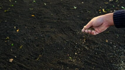 The farmer sows lawn grass. Selective focus.