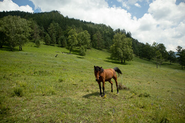 Obraz premium A beautiful horse grazes on a green meadow in the mountains.