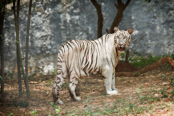 Fototapeta na wymiar White indian tiger in forest