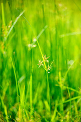 Nature background - green grass with very shallow depth of field