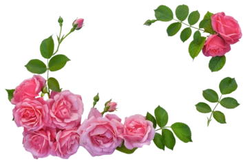 Foto auf Acrylglas rose flowers and green leaves on a pink background. Springtime composition with copyspace. isolated on a pink background © PanArt