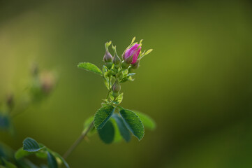garden rosebud