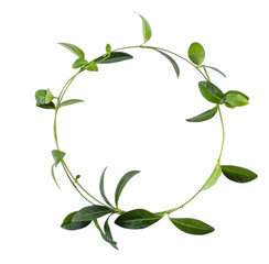 Green leaves circle isolated on a white background